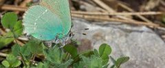 Green Hairstreak Callophrys rubi 001