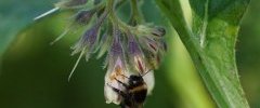 Bombus sp