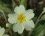 Primula veralis