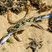 Crabe nageur