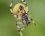 Araneus quadratus femelle - verso
