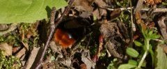 Bombus fouisseur