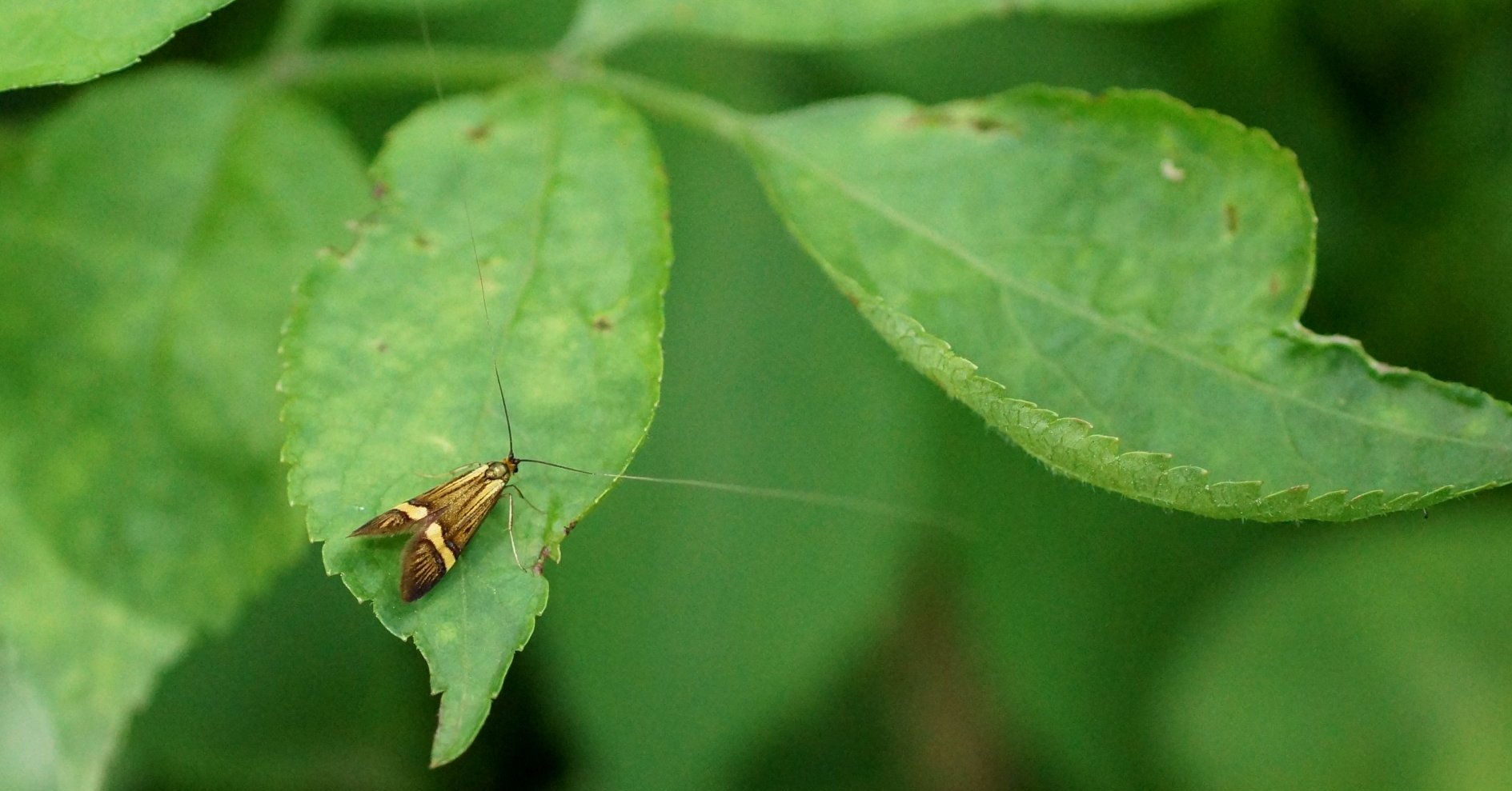 La Coquille d'or Les Taxinomes