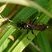 Ichneumon stramentor