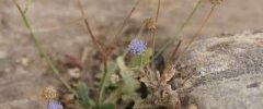 Jasione des montagnes sous réserveDSC09949