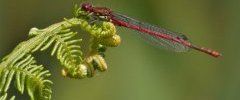 Petite nymphe au corps de feu Pyrrhosoma nymphula