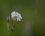 Silene latifolia -compagnon blanc
