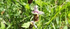 Ophrys fuciflora, Ophrys bourdon