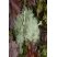 Lichen