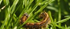 Malacosoma neustria la Livrée