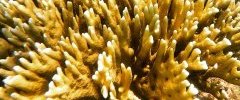 Millepora alcicornes