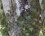 Lierre grimpant (Hedera helix L.)