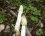 Satyre puant ( Phallus impudicus )