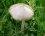 Agaric sylvicole (sousréserve)