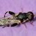 Syritte piaulante (Syritta pipiens)