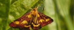 Pyrale pourpre Pyrausta purpuralis