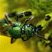 Abeille verte de la sueur (Augochlora pura)