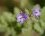 Fleur d'érodium acaule - sous réserve