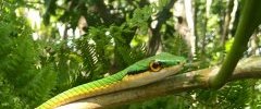 Leptophis ahaetulla