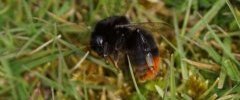 Bombus is dead