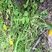 Taraxacum sp.