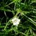 Spergua=laire des champs (spergula avensis)