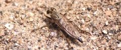 Philonicus albiceps