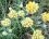 Immortelle des dunes (Helichrysum stoechas)