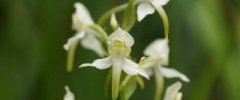 Fleur de Platanthère des montagnes