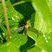 Tipula lunata