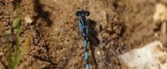 Agrion de Mercure