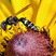 Guêpe solitaire (Philanthus bilunatus)