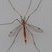 Tipule jaune à dos noir (Nephrotoma cornicina) femelle