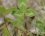 Feuille de trifolium
