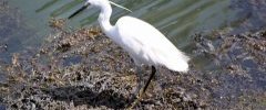 Aigrette garzette