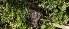 Bufo is dead