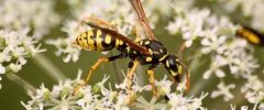 Polistes dominula