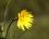 Fleur de salsifis des prés
