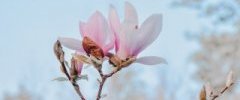 magnolia