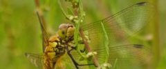 Sympetrum rouge sang Sympetrum sanguineum femelle