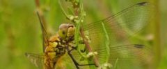 Sympetrum rouge sang Sympetrum sanguineum femelle