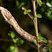 Lézard singe Polychrus acutirostris