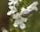 Fleur de satureja montana