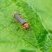 Cantharis pellucida