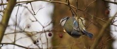 Mésange bleue