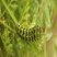 Chenille de Machaon