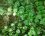 Herbe aux écus (lysimachia mummularia)