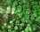 Herbe aux écus (lysimachia mummularia)