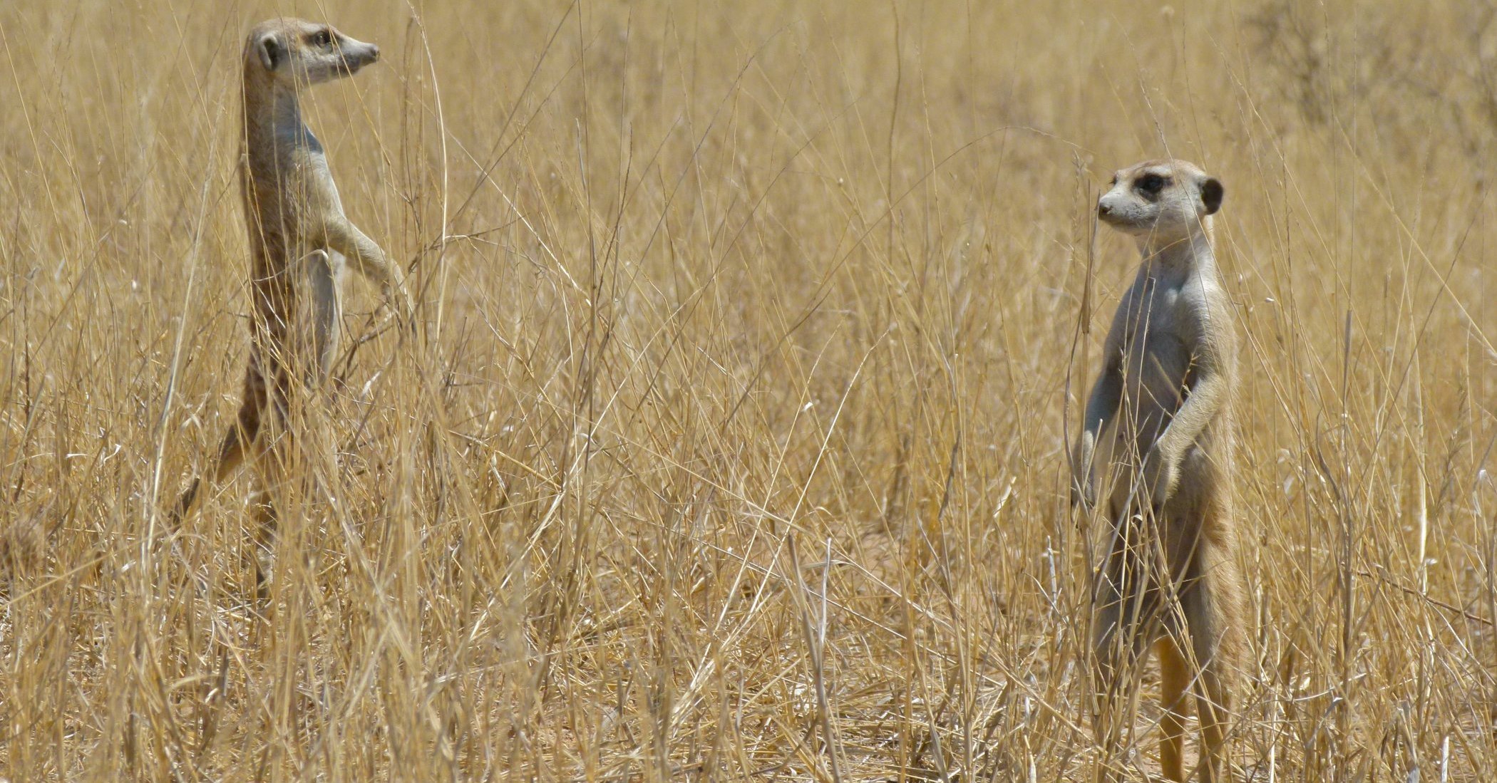 Suricate non-conformiste - Les Taxinomes