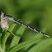 Libellule (Genus Enallagma) avec proie